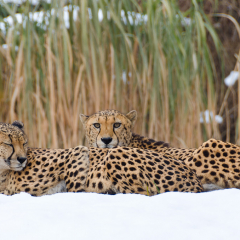 gepard.jpg