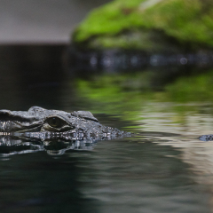 krokodil.jpg