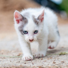 katze.jpg