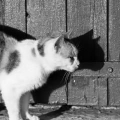 katze_sw.jpg