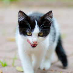 ostfriesische_katzen_001.jpg
