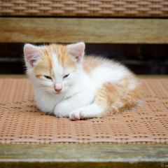 ostfriesische_katzen_002.jpg