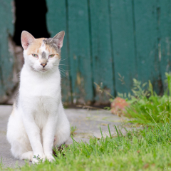 ostfriesische_katzen_003.jpg