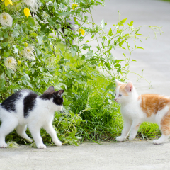 ostfriesische_katzen_004.jpg