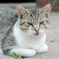 ostfriesische_katzen_005.jpg