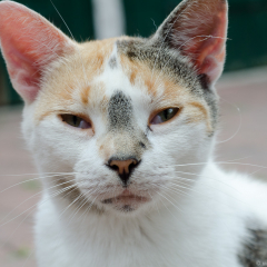 ostfriesische_katzen_006.jpg