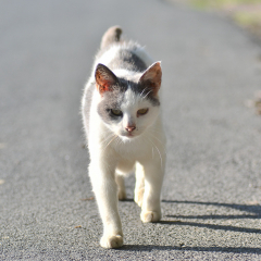 ostfriesische_katzen_007.jpg