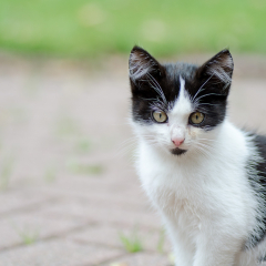 ostfriesische_katzen_008.jpg