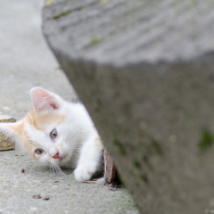 ostfriesische_katzen_009.jpg