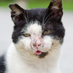 ostfriesische_katzen_010.jpg