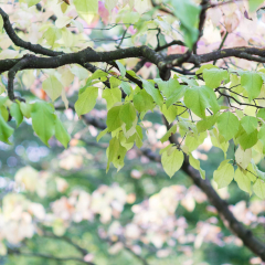 Rheinaue-1.jpg