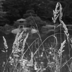 Rheinaue-10.jpg