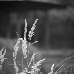 Rheinaue-6.jpg