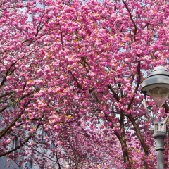 stb_heestrasse-3.jpg