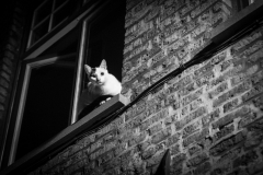 Brugge-10