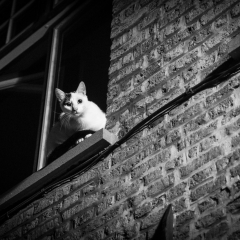 Brugge-10
