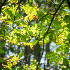 stb_schloss_tuernich-14