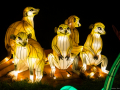 stb_Koelnerzoo-17