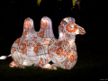 stb_Koelnerzoo-2