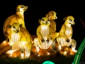 stb_Koelnerzoo-17